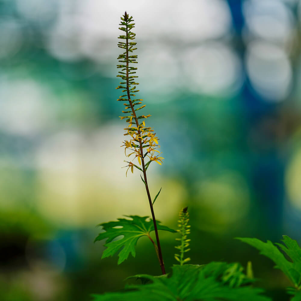 リグラリア プリゼワルスキー の花