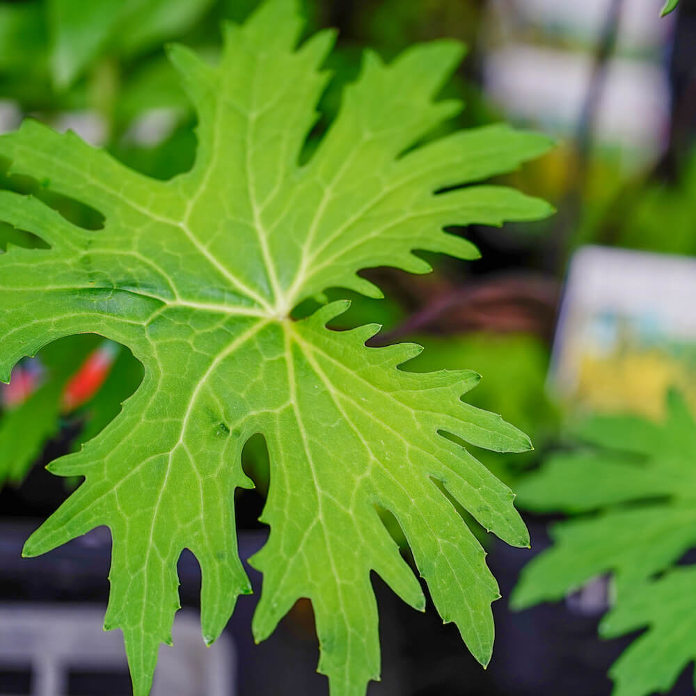 リグラリア プリゼワルスキー の葉