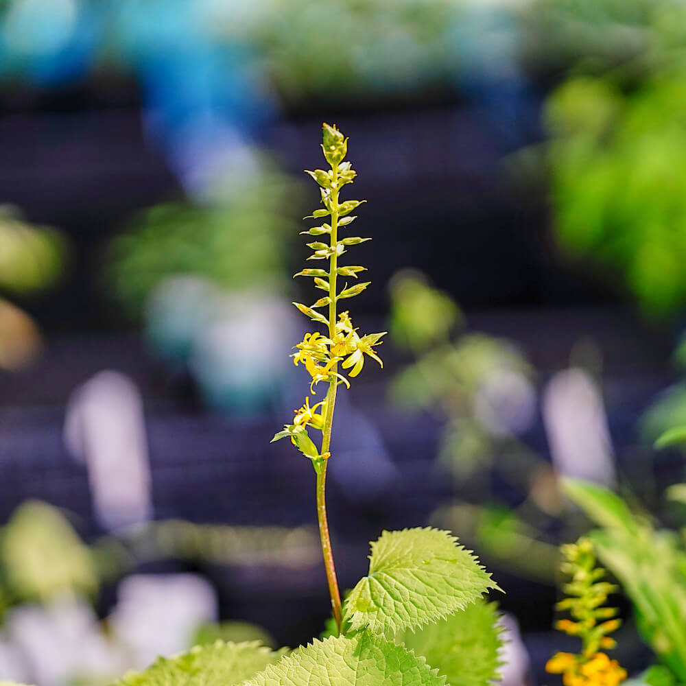 リグラリア ステノケファラ の花は穂のように咲きます。