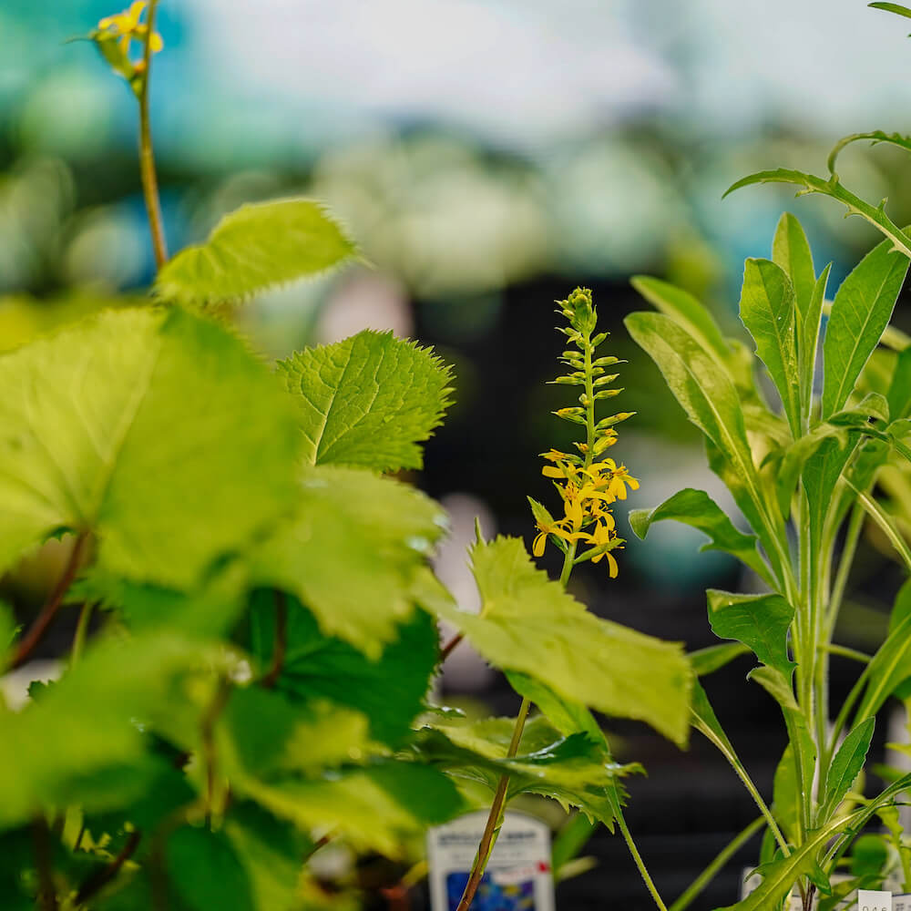 リグラリア ステノケファラ の花