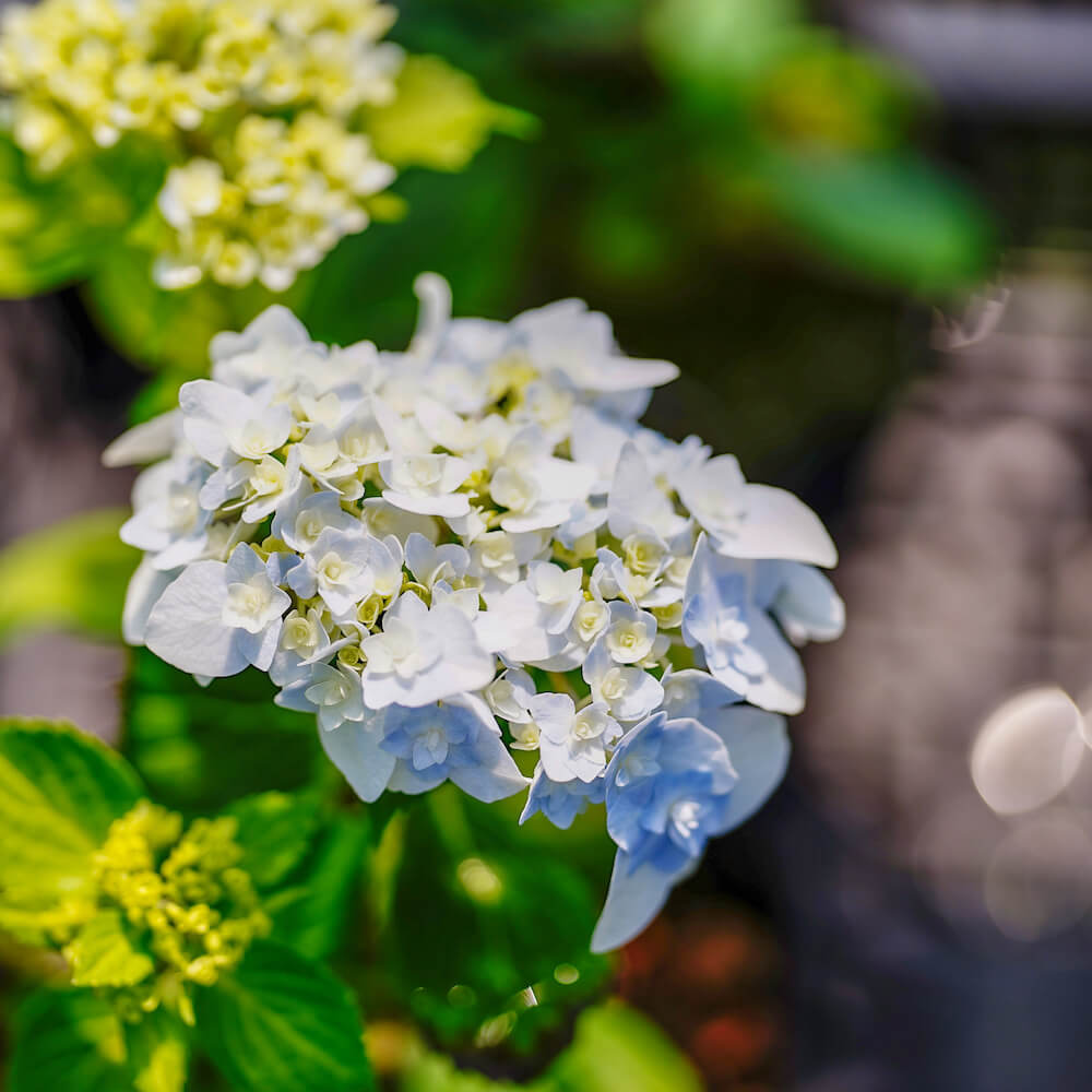 アジサイ 手まり歌 