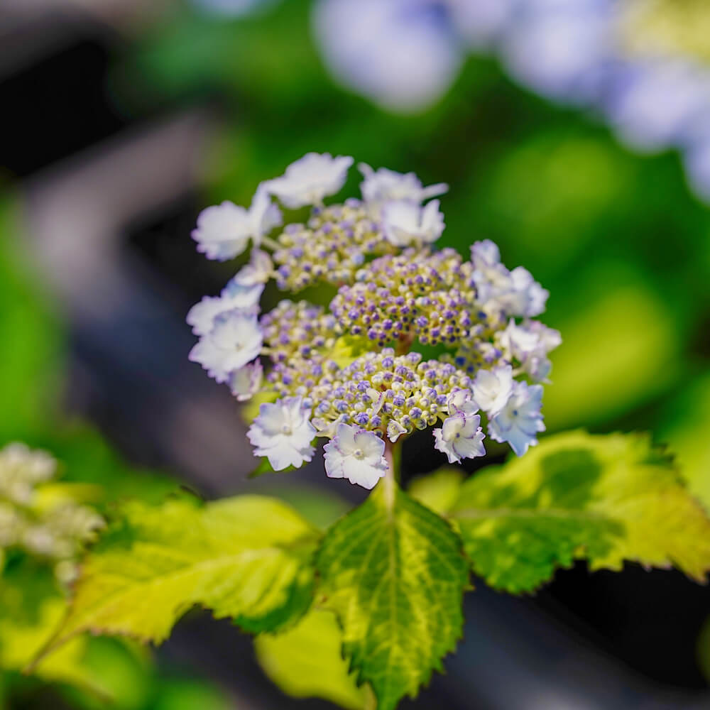 アジサイ 初恋 6