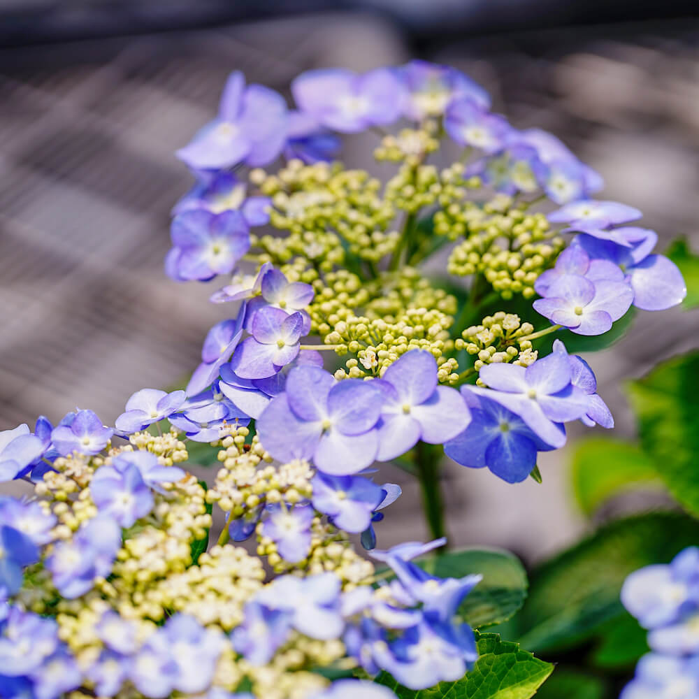 アジサイ モダンタイムス の花