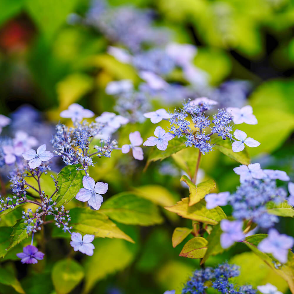 アジサイ 伊予の十字星 1