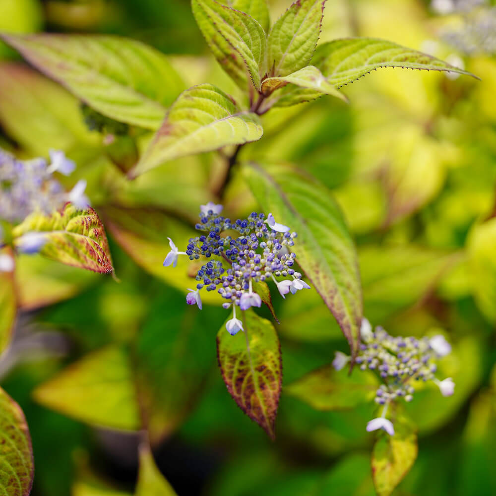 アジサイ 伊予小町 4