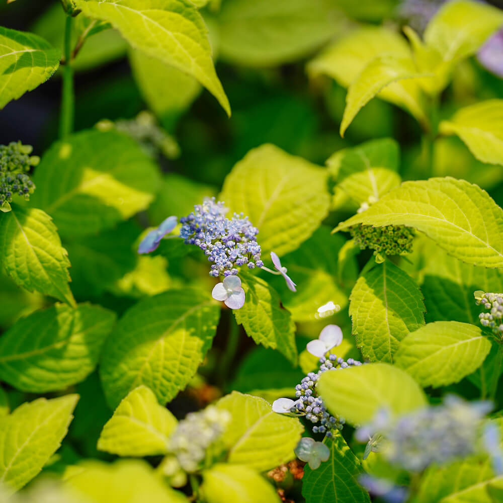 アジサイ 小田虹  