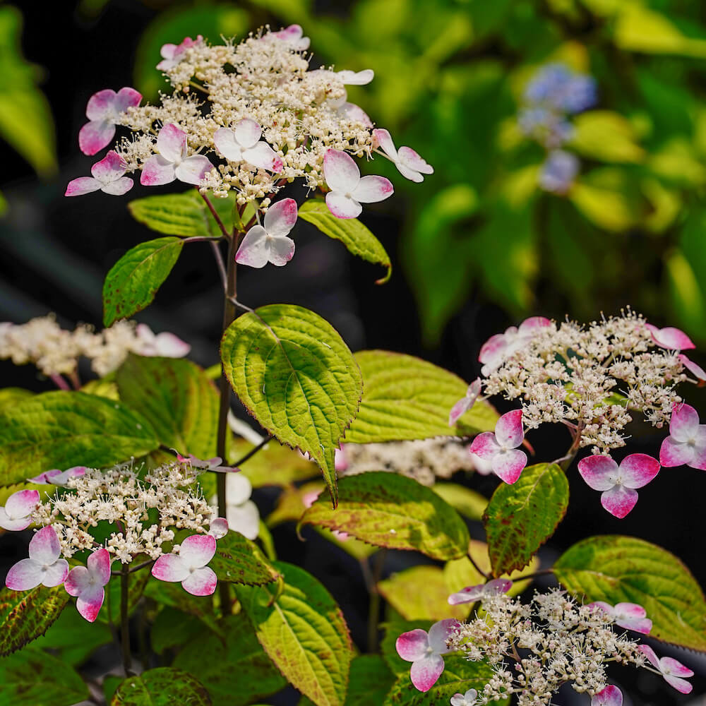アジサイ 紅 の花