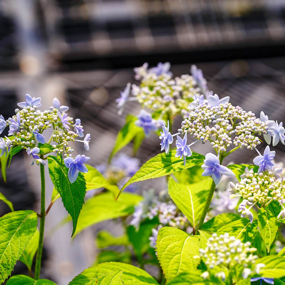 ヤマアジサイ 泰音の星 苗 販売 苗木部 By 花ひろばオンライン