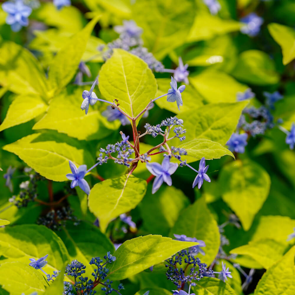 アジサイ 久住の舞の花