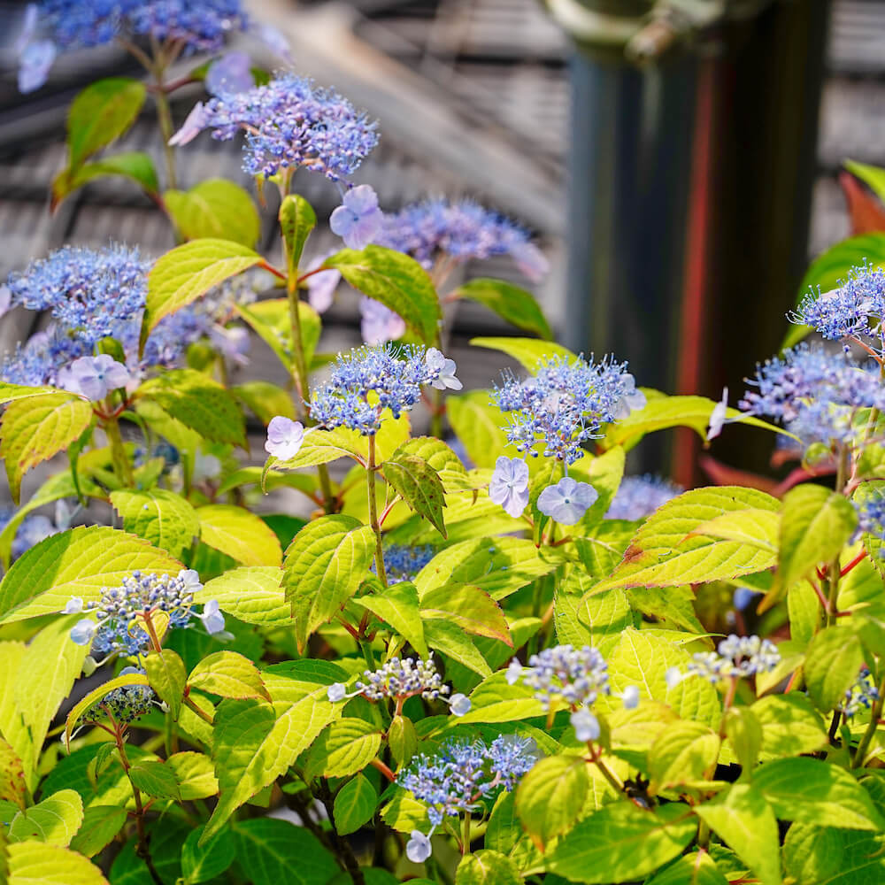 アジサイ 小町絞り 1
