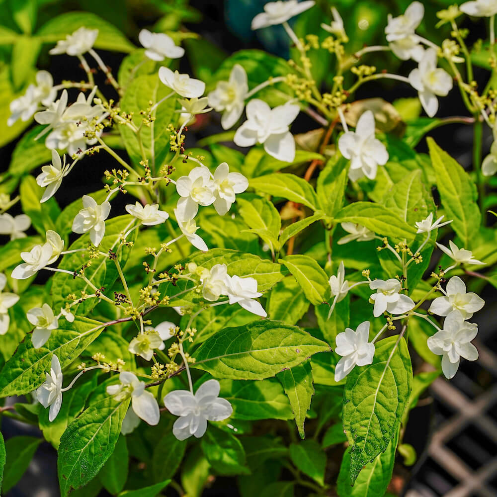 アジサイ 白富士 2