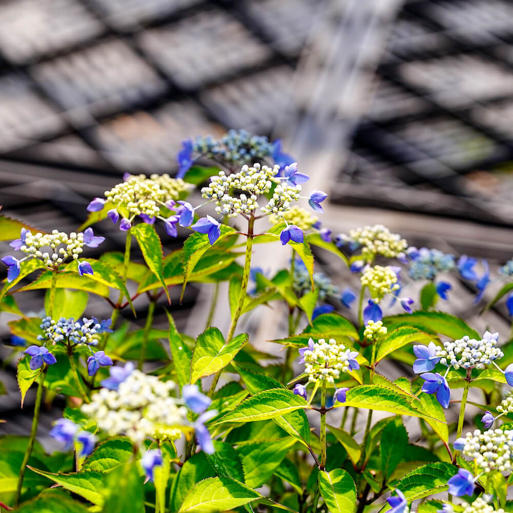 アジサイ 豊姫 の花
