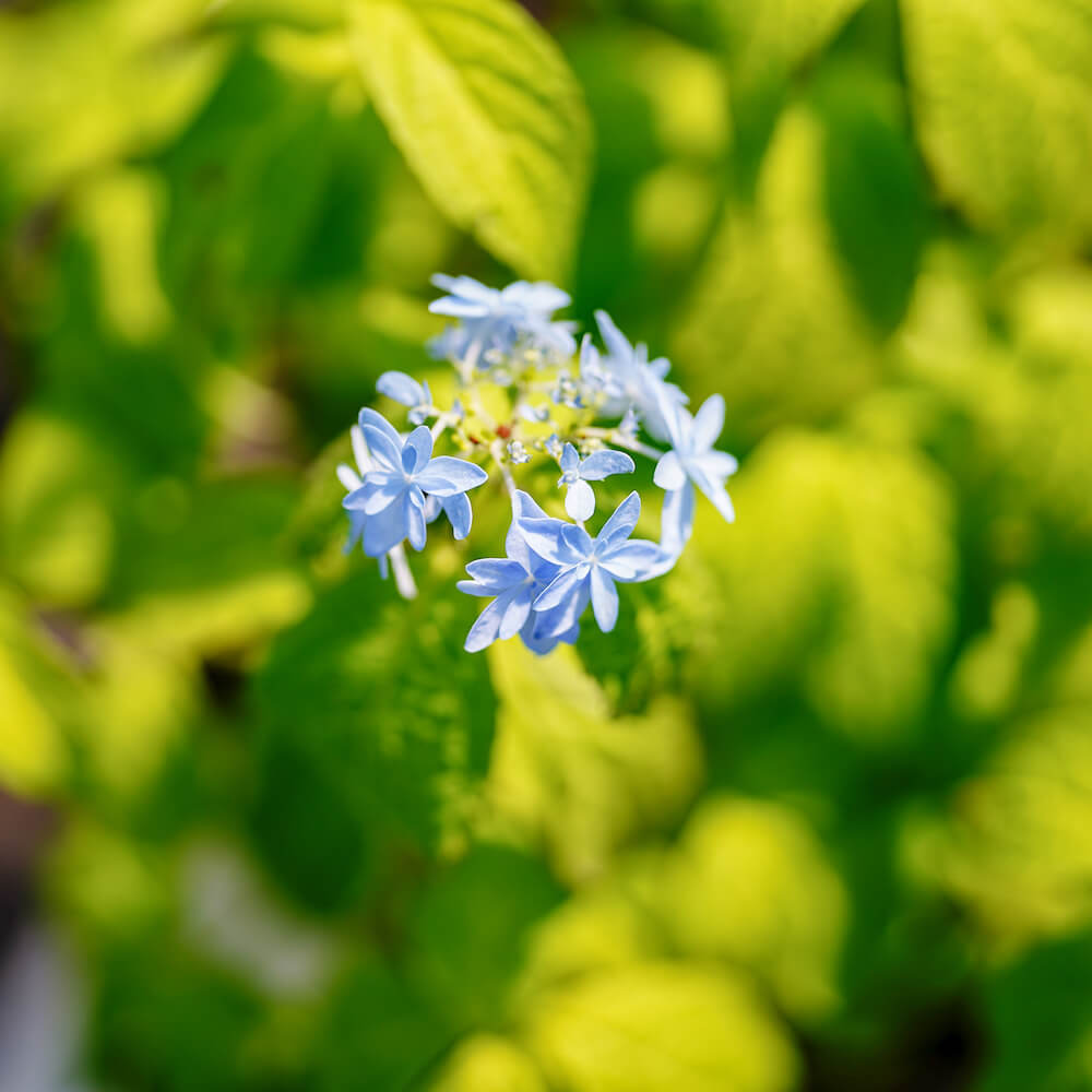 アジサイ 土佐のまほろば の花