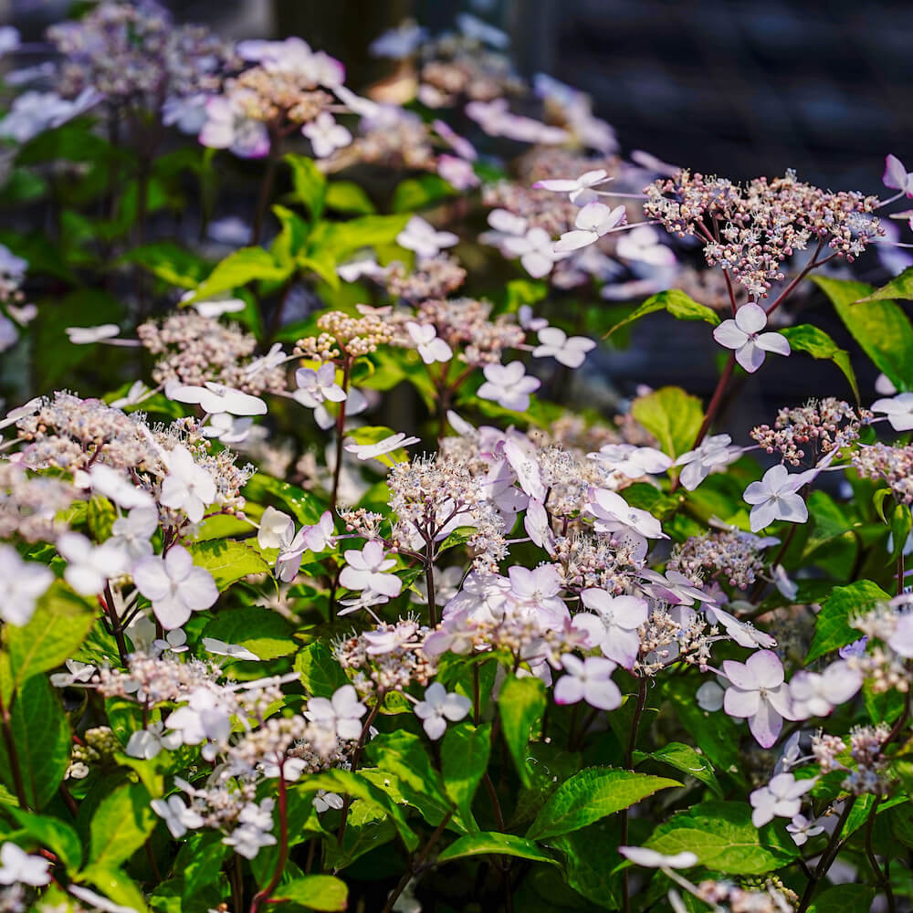 アジサイ 紅剣  の花