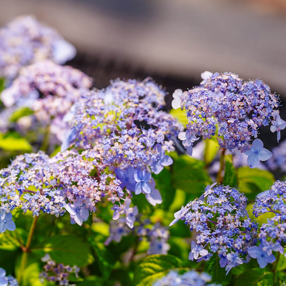 アジサイ 横浪の月 の花