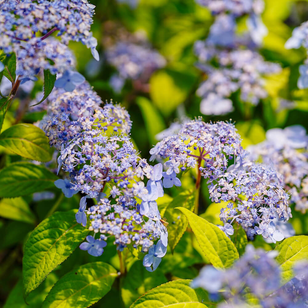 アジサイ 横浪の月 苗 販売 苗木部 By 花ひろばオンライン