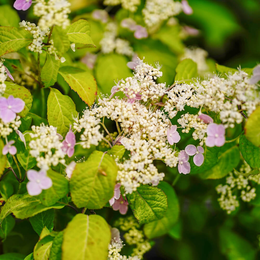 ヤマアジサイ 桃花山 苗 販売 苗木部 By 花ひろばオンライン