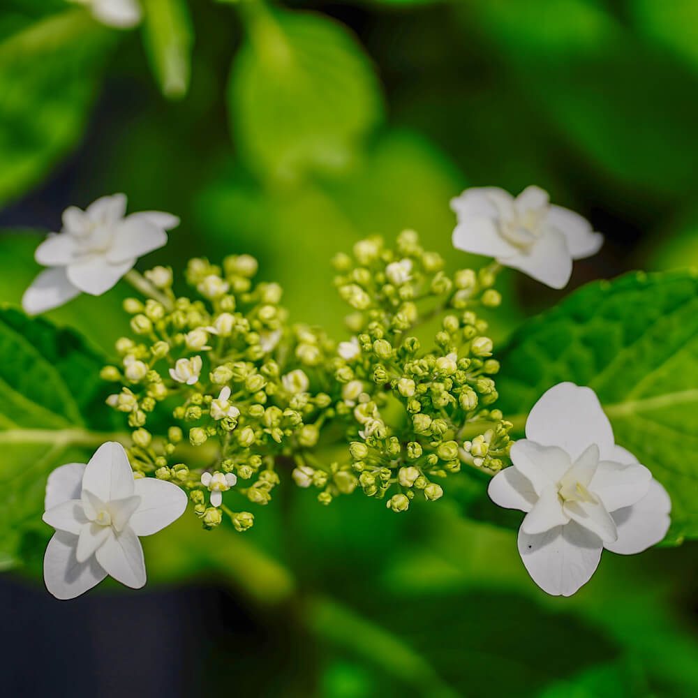 アジサイ ホワイトエンジェル 