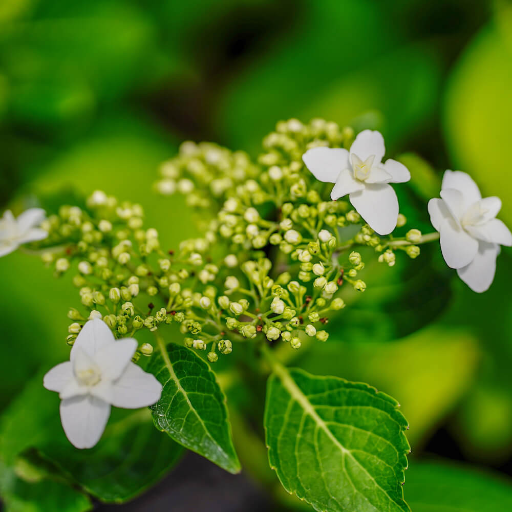 アジサイ ホワイトエンジェル 4