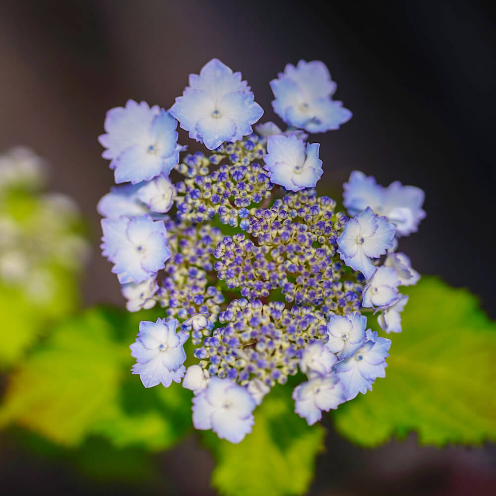 アジサイ 初恋 苗 販売 苗木部 By 花ひろばオンライン