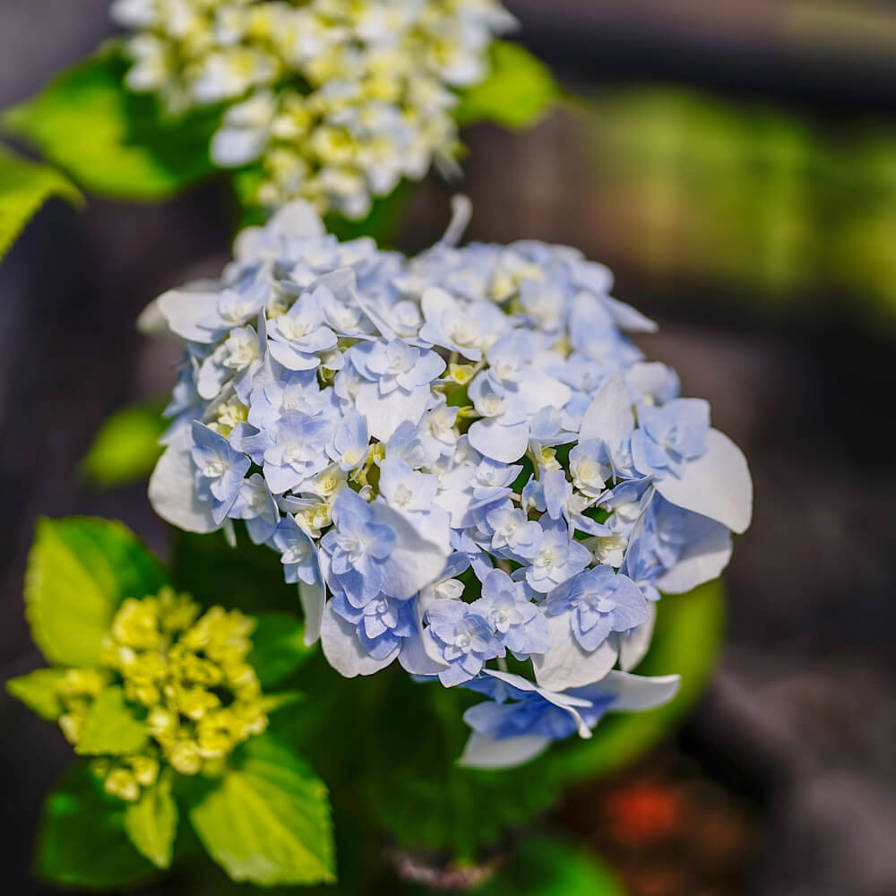 アジサイ 手まり歌 6