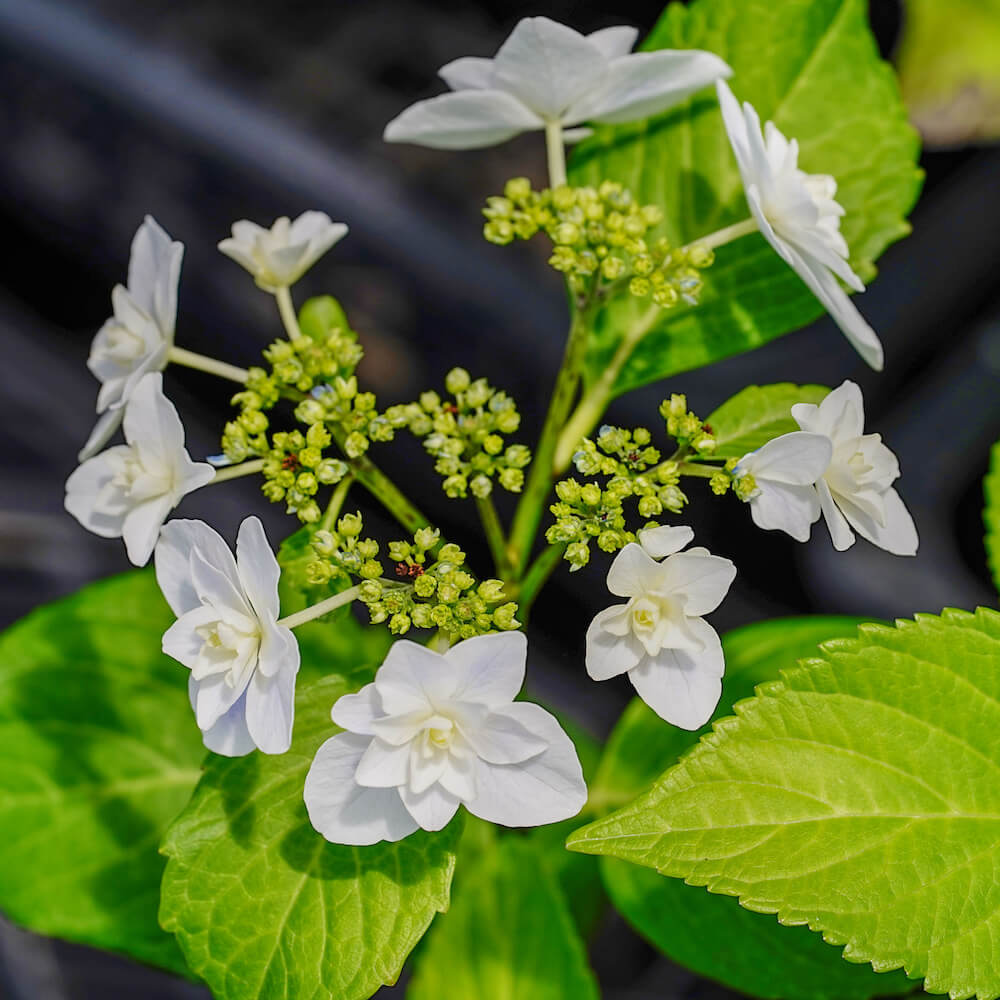 アジサイ キュート 6