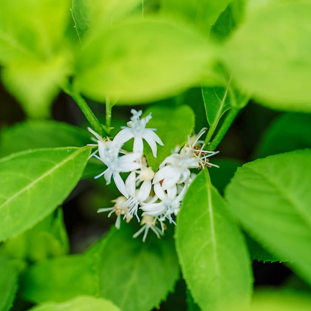 アジサイ 常山細葉 の花