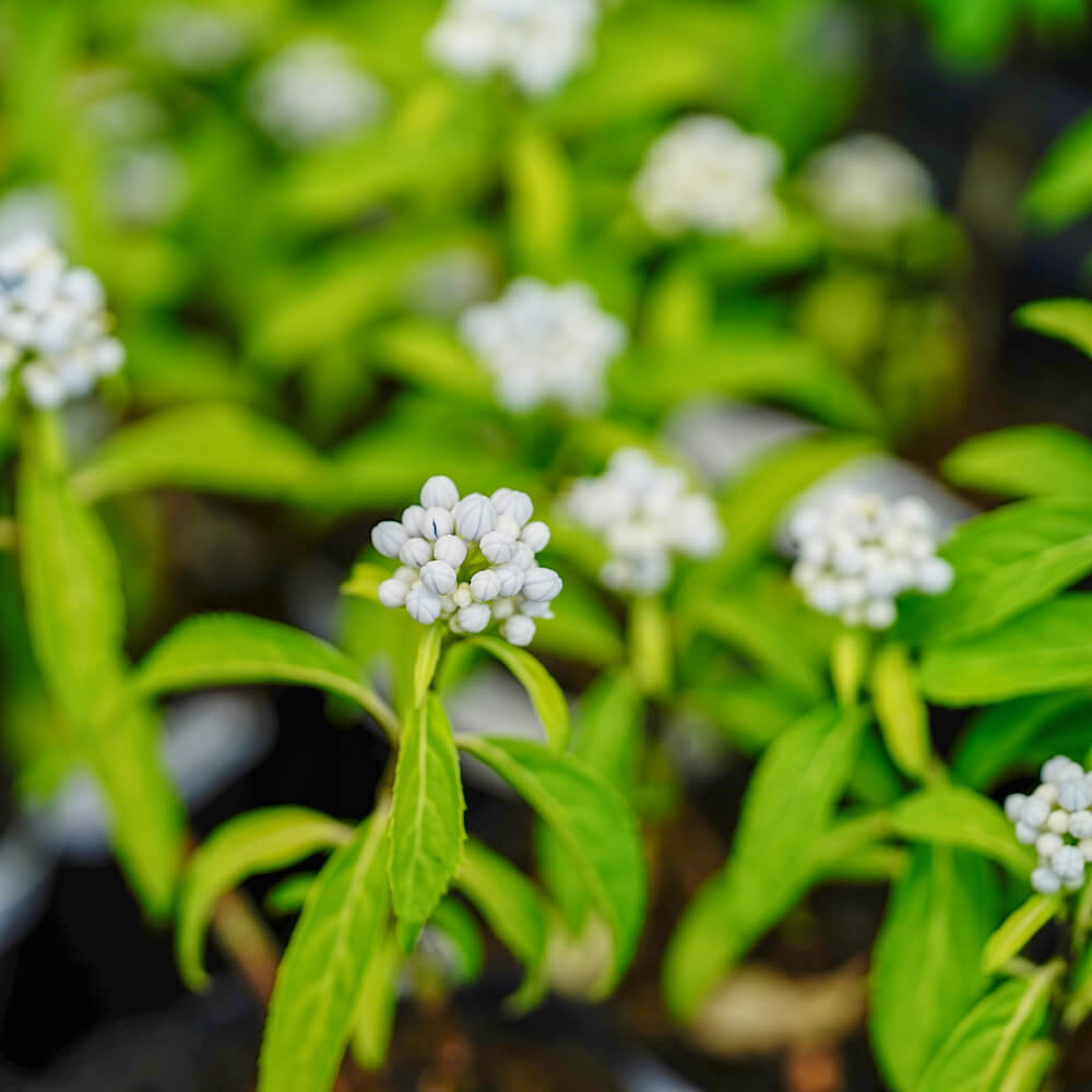 うっすらと色づき始めたアジサイ 常山細葉 の蕾