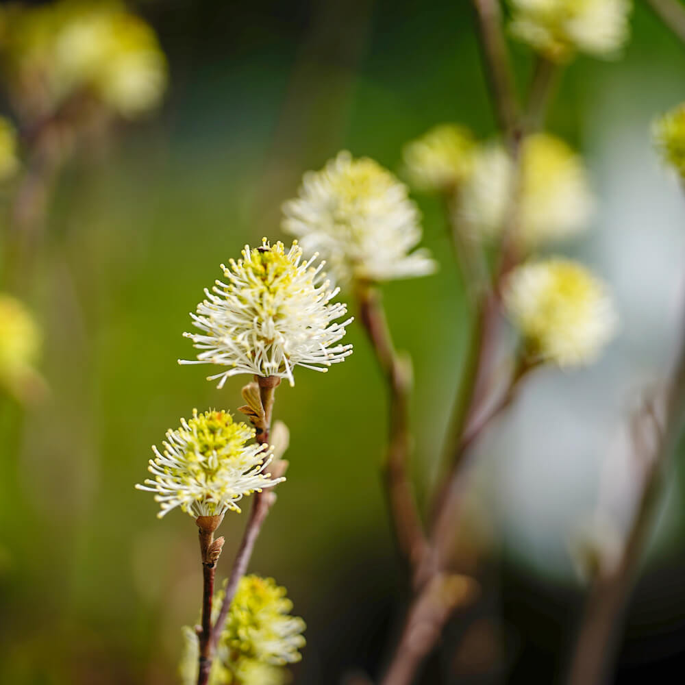 フォッサギラ ガーデニー ブルーシャドウ 苗 販売 苗木部 By 花ひろば