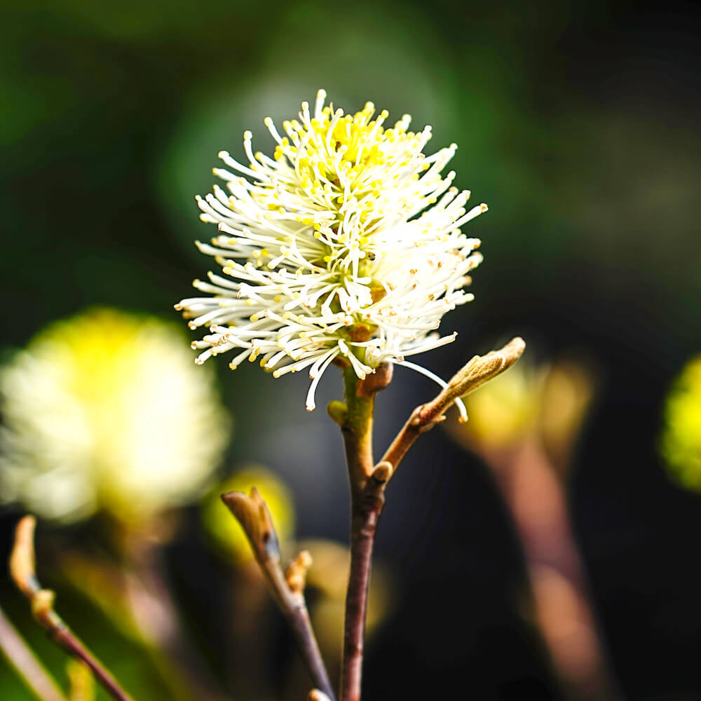 フォッサギラ ブルーミスト 1