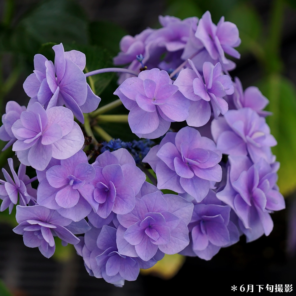 アジサイ コサージュ 5