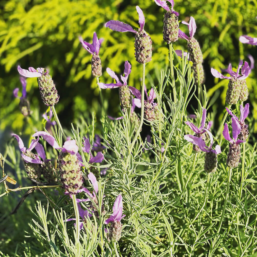 ラベンダー バンデラ パープル ストエカス系 苗 販売 苗木部 By 花