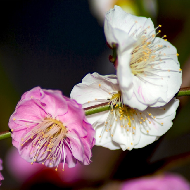 ウメ 思いのまま 2