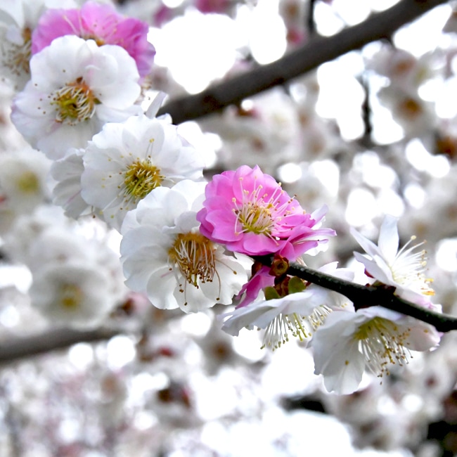 ウメ 花梅 野梅系 思いのまま 苗 通販 苗木部 By 花ひろばオンライン