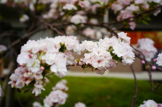  サクラ　天の川