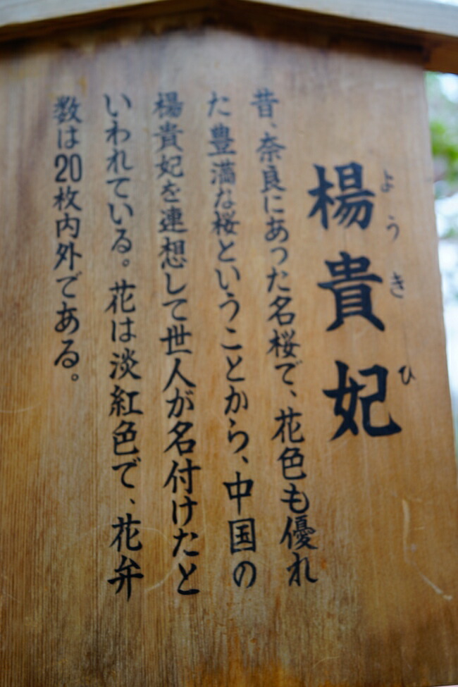 さくら 【楊貴妃】の看板