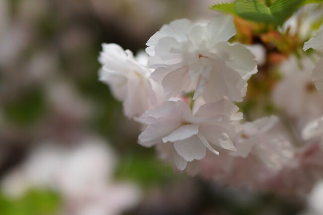  一葉桜 1