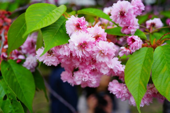   数珠掛桜