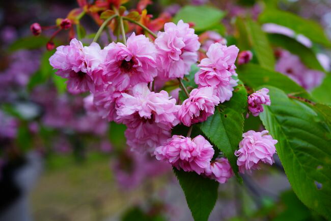 数珠掛桜