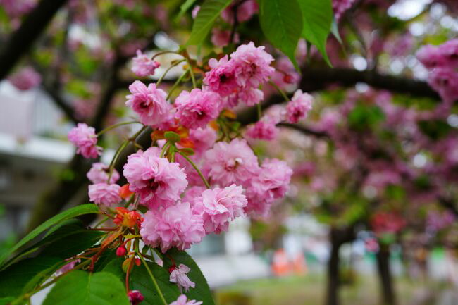 数珠掛桜