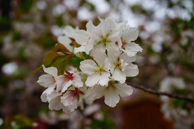   大島桜
