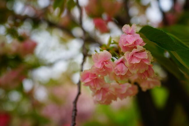  桜 【鬱金 （右近）】 うこん桜
