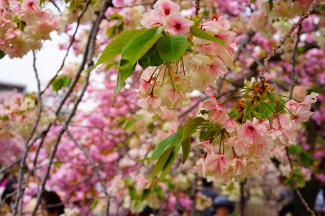  桜 【鬱金 （右近）】 うこん桜