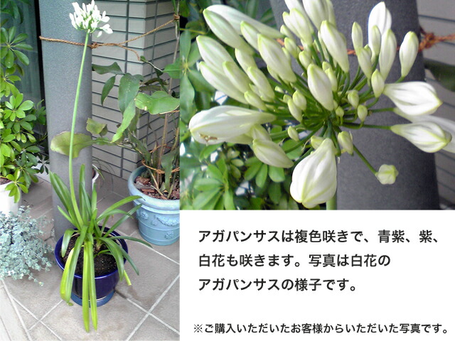 アガパンサス ブルー