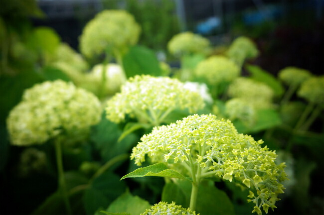 アジサイ アナベル 1