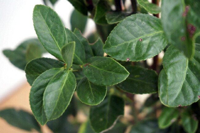 アオマサキの秋の葉