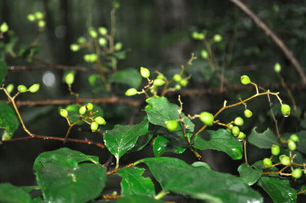 アズキナシの若い果実