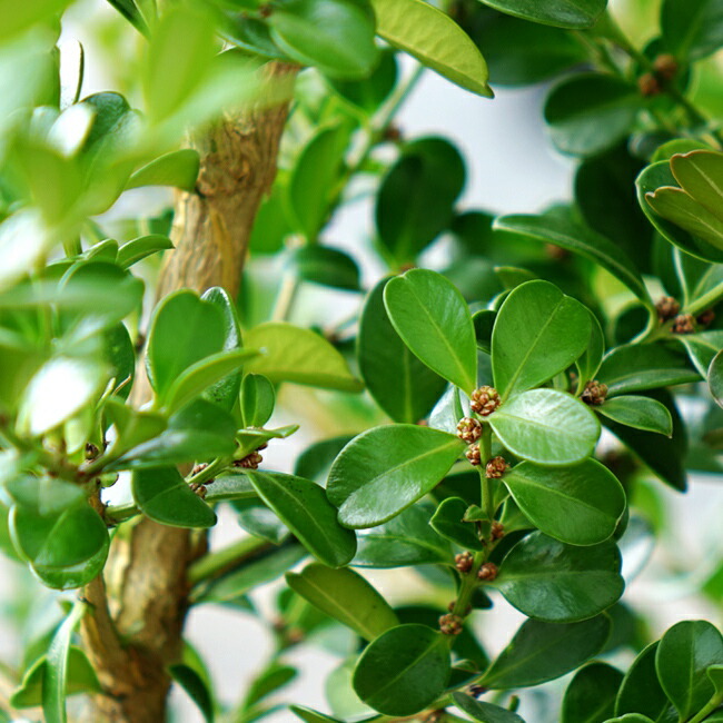 ボックスウッドの新緑と花芽