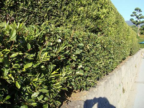 チャノキ おくみどり 3