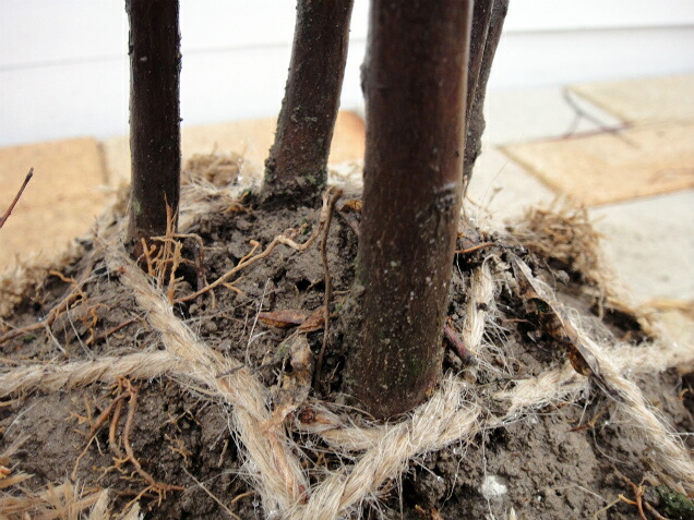 エゴノキ　株立ち。